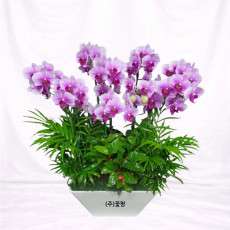 호접(엘레강스)S